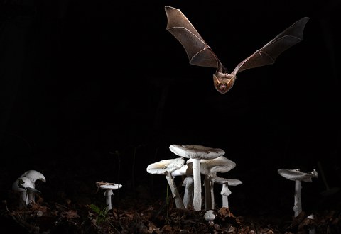 Myotis myotis (Großes Mausohr)