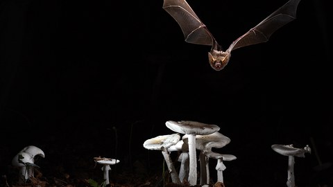 Myotis myotis (Großes Mausohr)