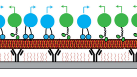 Motor-driven Transport of Intracellular Cargo: Cooperativity and Control