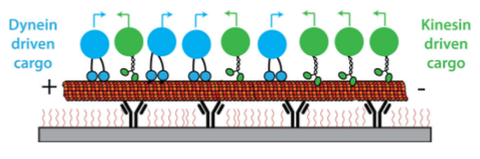 Motor-driven Transport of Intracellular Cargo: Cooperativity and Control