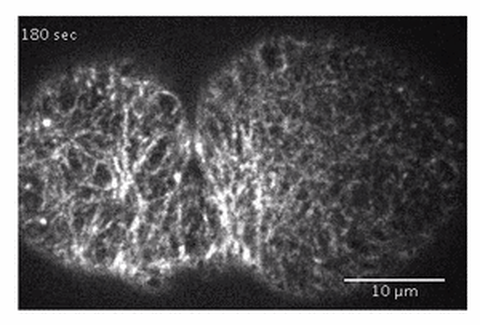 Active torque generation by the actomyosin cell cortex drives left-right symmetry breaking