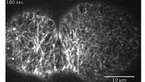 Active torque generation by the actomyosin cell cortex drives left-right symmetry breaking