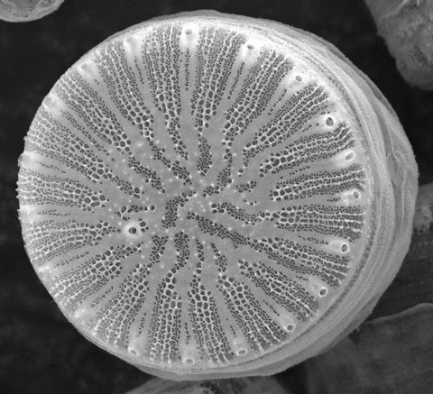 Rasterelektronenmikroskopische  Aufnahme  der  Biosilica-Struktur  der  Kieselalge  Cyclotella cryptica