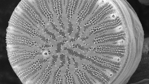 Rasterelektronenmikroskopische  Aufnahme  der  Biosilica-Struktur  der  Kieselalge  Cyclotella cryptica