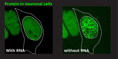 Aus iPS-Zellen hergestellte neuronalen Vorläuferzellen und Motoneuronen. Verteilung von FUS Proteinen in Gegenwart und Abwesenheit von Ribonukleinsäure