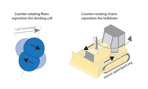 Links: Schematische Darstellung einer sich symmetrisch teilenden (AB - Lineage) Zelle (Draufsicht), die während der Zellteilung eine Neupositionierung durchläuft, Copyright: Lokesh Pimpale et al.; rechts: Schematische Darstellung eines rotierenden Bulldozers (Seitenansicht), Copyright: Quelle: openclipart.org von danjiro. Durchgehende Pfeile geben die Richtung von gegenläufigen Strömungen (linkes Bild) und gegenläufigen Ketten (rechtes Bild) an, und der gestrichelte Pfeil stellt die Bewegungsrichtung dar.
