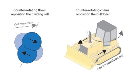 Links: Schematische Darstellung einer sich symmetrisch teilenden (AB - Lineage) Zelle (Draufsicht), die während der Zellteilung eine Neupositionierung durchläuft, Copyright: Lokesh Pimpale et al.; rechts: Schematische Darstellung eines rotierenden Bulldozers (Seitenansicht), Copyright: Quelle: openclipart.org von danjiro. Durchgehende Pfeile geben die Richtung von gegenläufigen Strömungen (linkes Bild) und gegenläufigen Ketten (rechtes Bild) an, und der gestrichelte Pfeil stellt die Bewegungsrichtung dar.