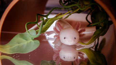 Axolotl