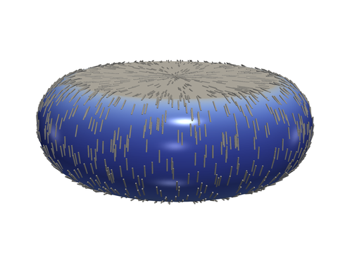 Simulation of strain generated in an elastic cortex shell after uniaxial compression