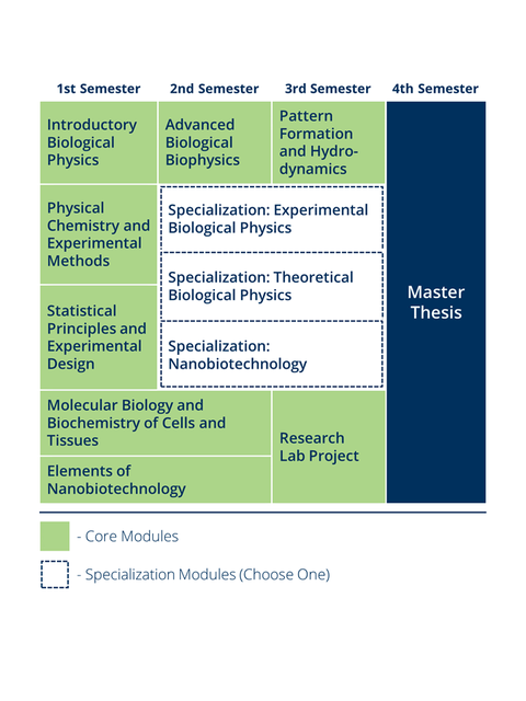 Studienplan für „Regenerative Biology and Medicine”. Link zur kompletten Beschreibung: https://tud.link/8wab