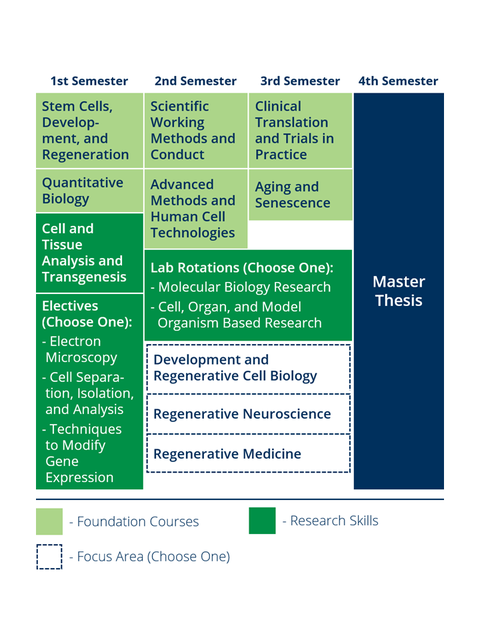 Studienplan für „Regenerative Biology and Medicine”. Link zur kompletten Beschreibung: https://tud.link/nivr