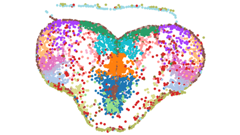 Datavisualisierung. Das Bild zeigt eine symmetrische Form ähnlich einem Schmetterling oder Gehirn ähnelt, bestehend aus zahlreichen farbigen Punkten. Diese Punkte sind dicht angeordnet und bilden einen Farbverlauf aus verschiedenen Farben, darunter Rot, Orange, Blau, Grün, Lila und Pink. Die Farben sind in unterschiedlichen Bereichen verteilt, mit kühleren Farben wie Blau und Grün in der Mitte und wärmeren Farben wie Rot, Orange und Pink an den äußeren Bereichen. Eine spärliche Linie aus hauptsächlich hellblauen und grünen Punkten erstreckt sich über der Hauptform und verleiht den Eindruck einer schwebenden Struktur. Das Gesamtbild wirkt wie ein abstraktes, farbenfrohes Muster, das auf eine komplexe Organisation hindeutet.