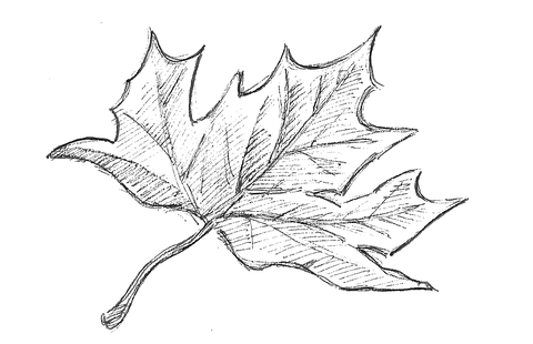 Zeichnung eines Ahornblattes