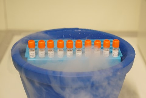 10 cryogenic vials with frozen human iPSCs on dry ice.