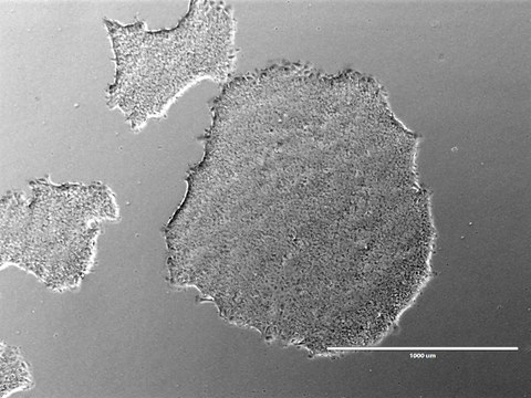 Colonies of the CRTDi003-B hiPSC line imaged with a phase contrast microscope.