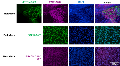Directed monolayer differentiation of human iPSCs to NESTIN and PAX6 stained neural progenitor cells (ectoderm), SOX17 stained endoderm progenitors and BRACHYURY (T) positive mesoderm cells.