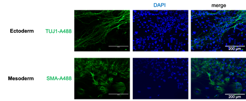 Immunofluorescence staining of TUJ1-expressing neurons (ectoderm) and SMA-positive smooth muscle cells (mesoderm) after Embryoid Body (EB) differentiation of human iPSC.