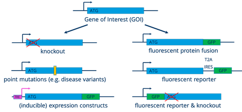 Schematics showing how a gene of interest can be engineered to generate a knockout, point mutations, inducible expression construct, fluorescent protein fusions or fluorescent reporters.
