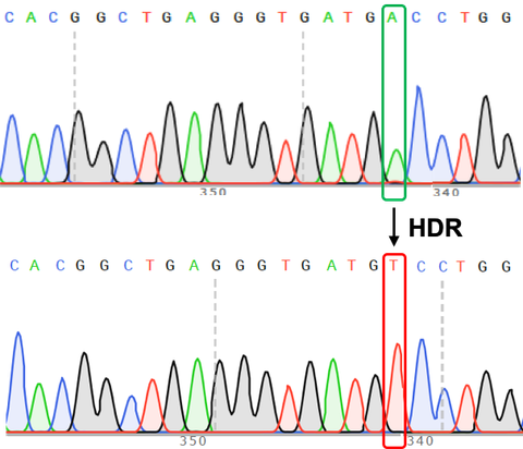 Chromatograms of the original gene locus and the same locus after homogy directed repair (HDR) to correct one base pair.