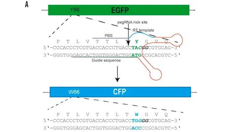 Schematic of conversion of green fluorescent protein (eGFP) to cyan fluorescent protein (CFP) by Prime Editing.