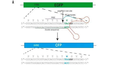 Schematic of conversion of green fluorescent protein (eGFP) to cyan fluorescent protein (CFP) by Prime Editing.