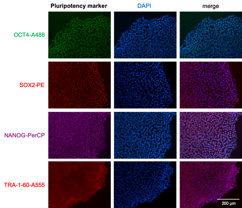 Immunofluorescent images of human iPSCs stained for the pluripotency markers OCT4, SOX2, NANOG and TRA-1-60.
