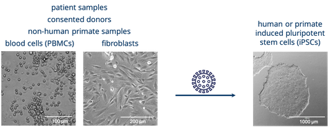 Schematics of reprogramming blood cells or fibroblasts from consented donors, patients or primate samples to induced pluripotent stem cells using engineered Sendai virus