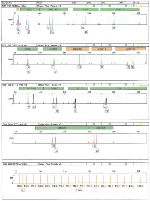 Short tanden repeat (STR) analysis of 16 genomic loci in the CRTD5 human iPSC line.