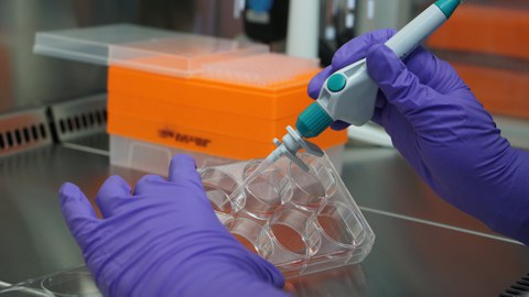 Gloved hands aspirating medium from a 6-well culture plate under a laminar flow hood