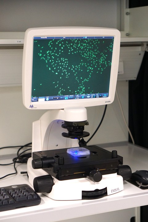  EVOS® FL Fluorescence Microscope (ThermoFisher Scientific) 