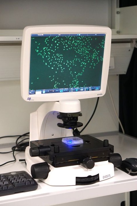  EVOS® FL Mikroskop (ThermoFisher Scientific) 