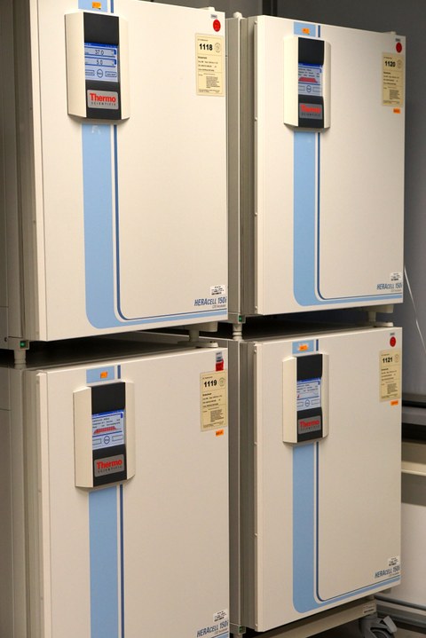 Cell culture incubators Heracell™ 150i (ThermoFisher Scientific) 