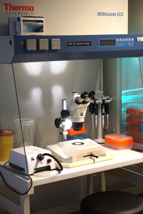 Picking Hood for manual selection of colonies, Heraguard™ Eco (ThermoFisher Scientific) with Stereo microscope. 