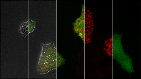 Wildtype FUS protein tagged with FusionRed and mutant FUS with eGFP in human induced pluripotent stem cells (iPSC) for the Sterneckert lab (CRTD).