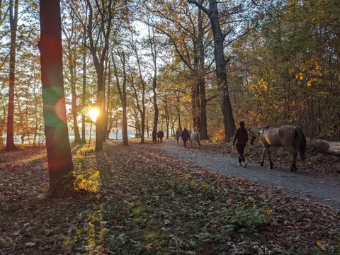 Foto: Wald mit Gegenlicht durch tiefstehende Sonne und Menschen und Pferden
