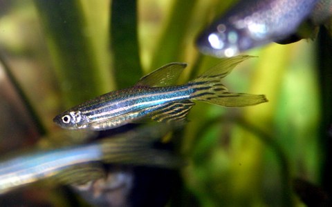 Ein kleiner silberner Fisch mit schwarzen Streifen.