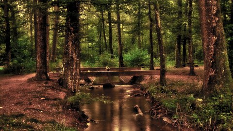 Ein Wald mit einem Fluss