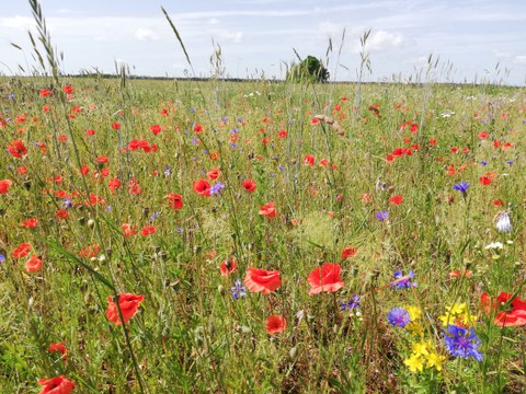 flower strip