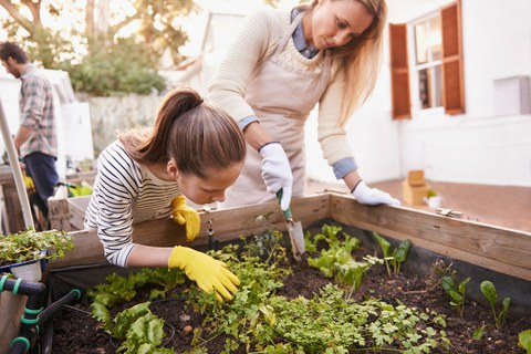 Das Foto zeigt zwei Frauen, die in einem Beet im Garten Gemüse anbauen.