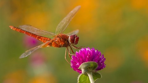 Libelle sitzt auf einer lilafarbenden Blüte