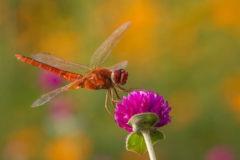 Libelle sitzt auf einer lilafarbenden Blüte