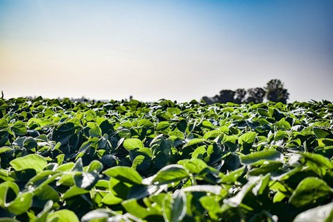 Feld, Plantage, Landwirtschaft