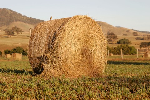 Hay bale with bird