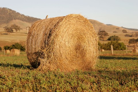 Hay bale with bird