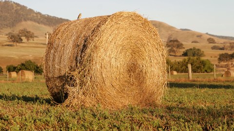 Hay bale with bird