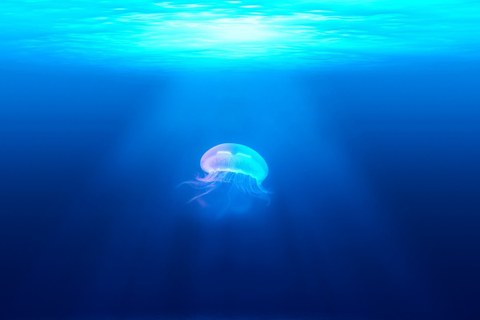 Das Foto zeigt eine Qualle im Ozean. Sie wird durch die Sonnenstrahlen, die durch das Wasser treffen, hervorgehoben.