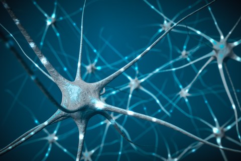 Die dreidimensionale Darstellung zeigt mehrere Synapsen des Gehirns.