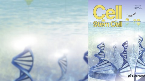 Cover Cell Stem Cell