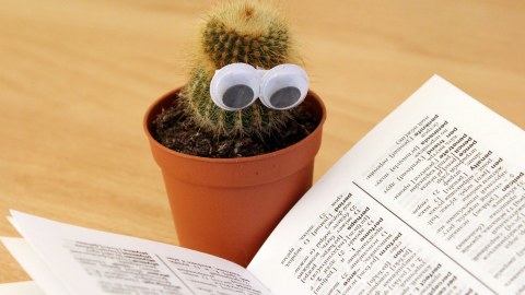 Kaktus mt Brille beim Lesen