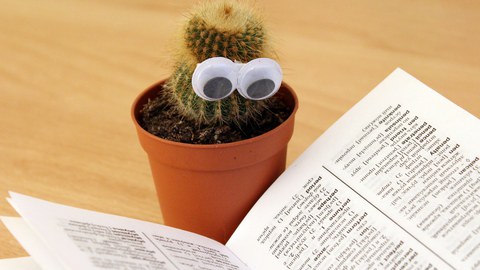 Kaktus mt Brille beim Lesen